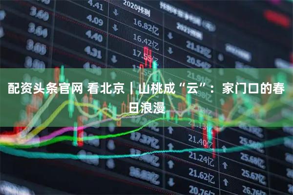 配资头条官网 看北京｜山桃成“云”：家门口的春日浪漫